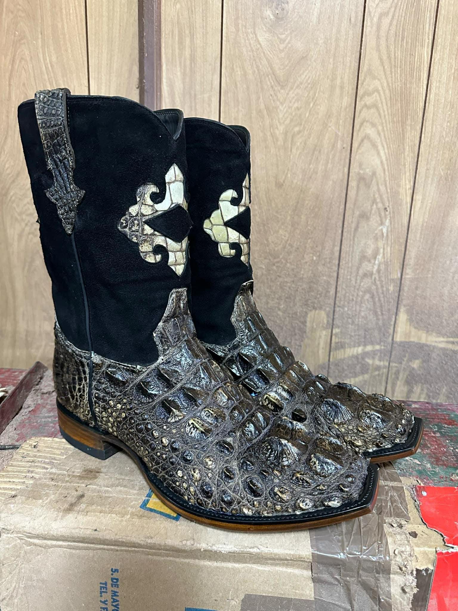 Alligator Hornback cut 5