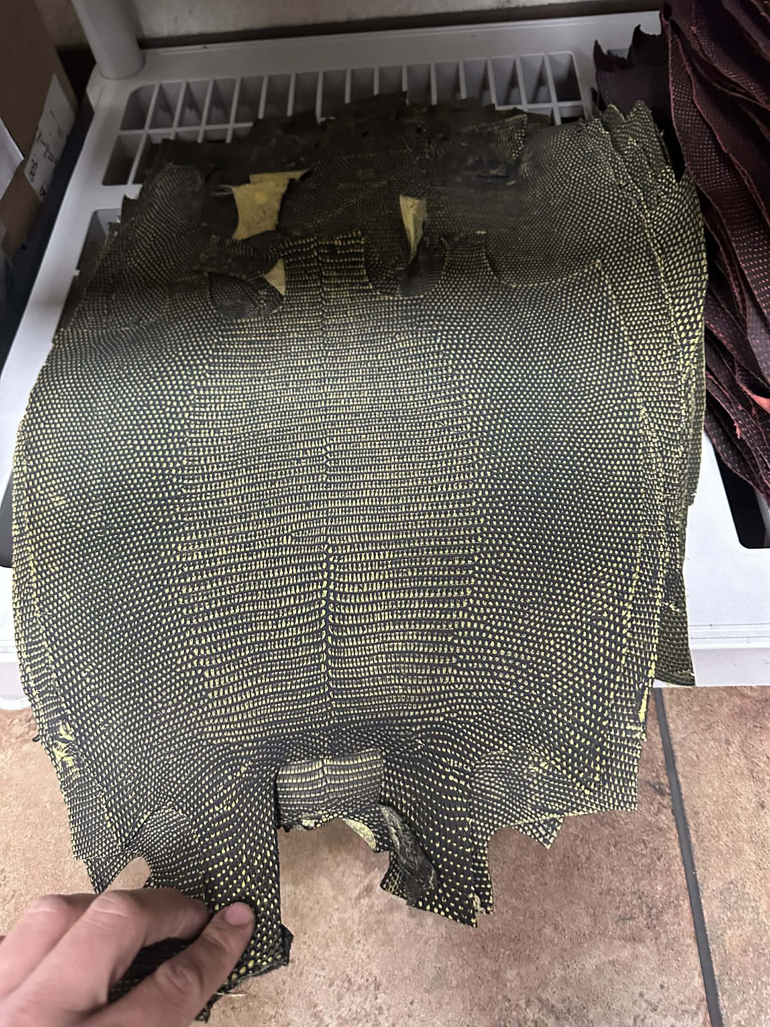 Lizard Teju cut 3