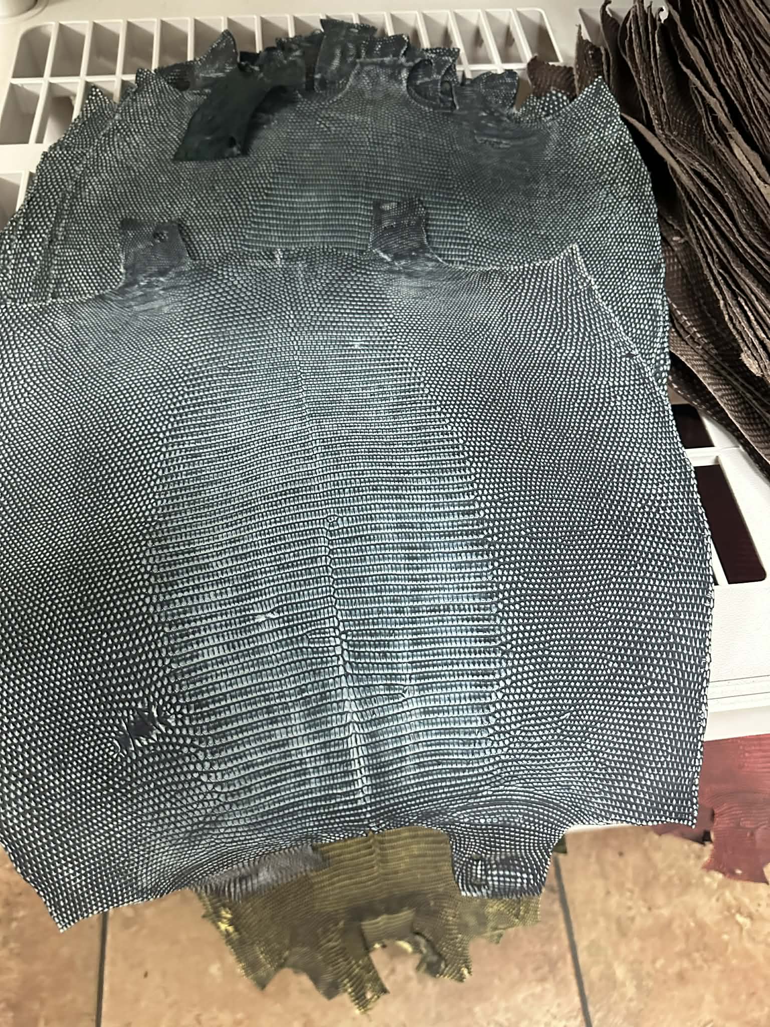 Lizard Teju cut 5