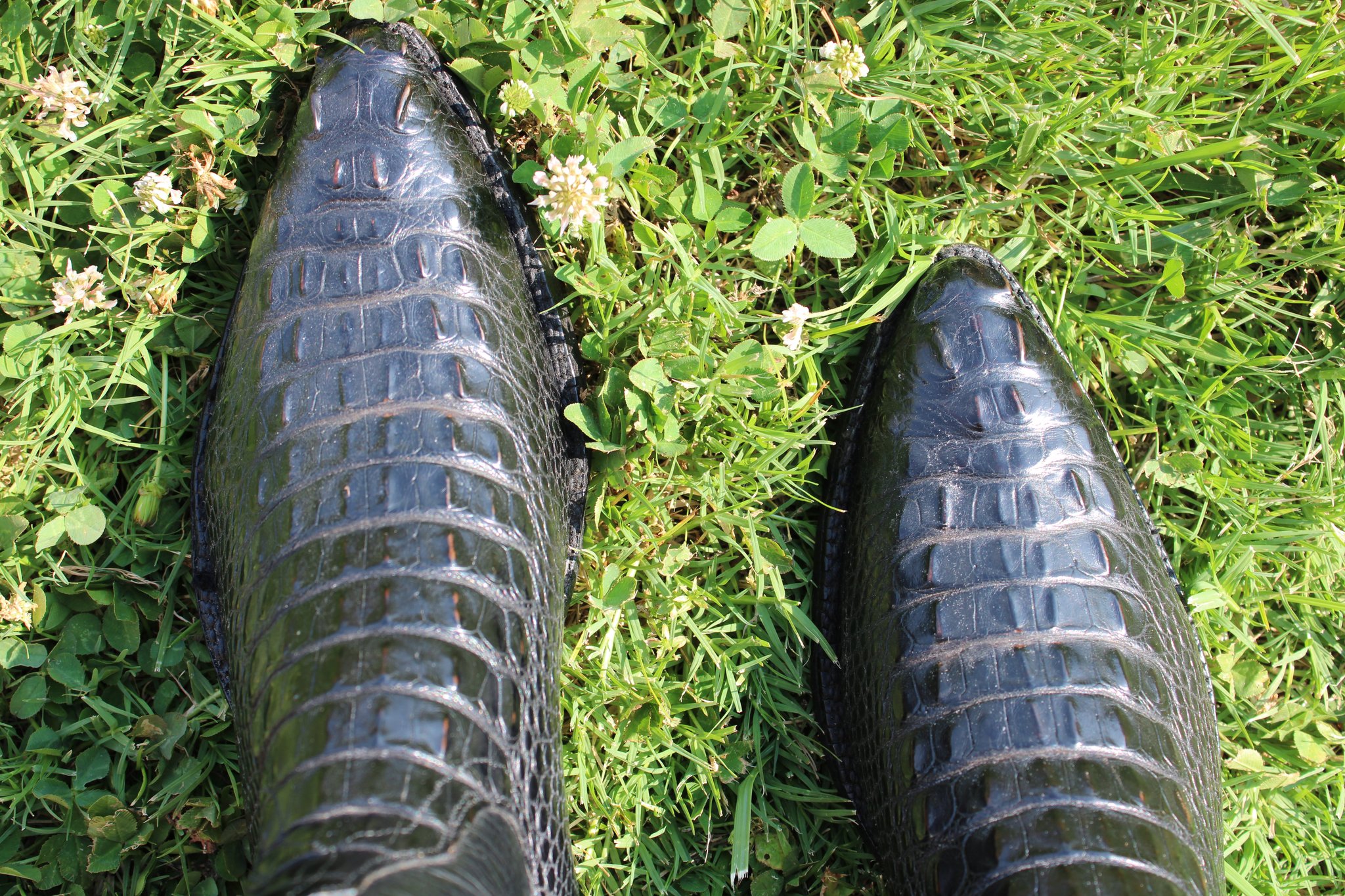 Ammons 23 Ammons Black American Alligator Headcut 490