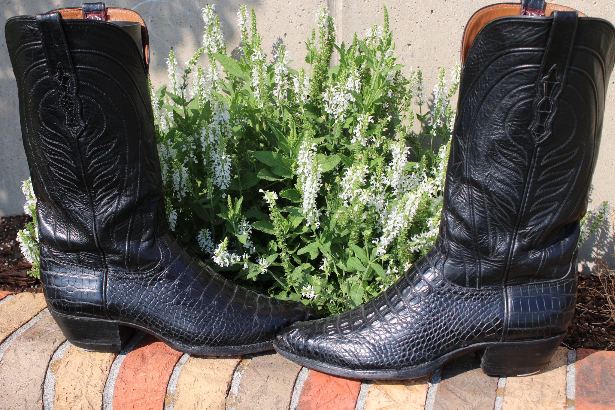 Ammons 23 Ammons Black American Alligator Headcut 490