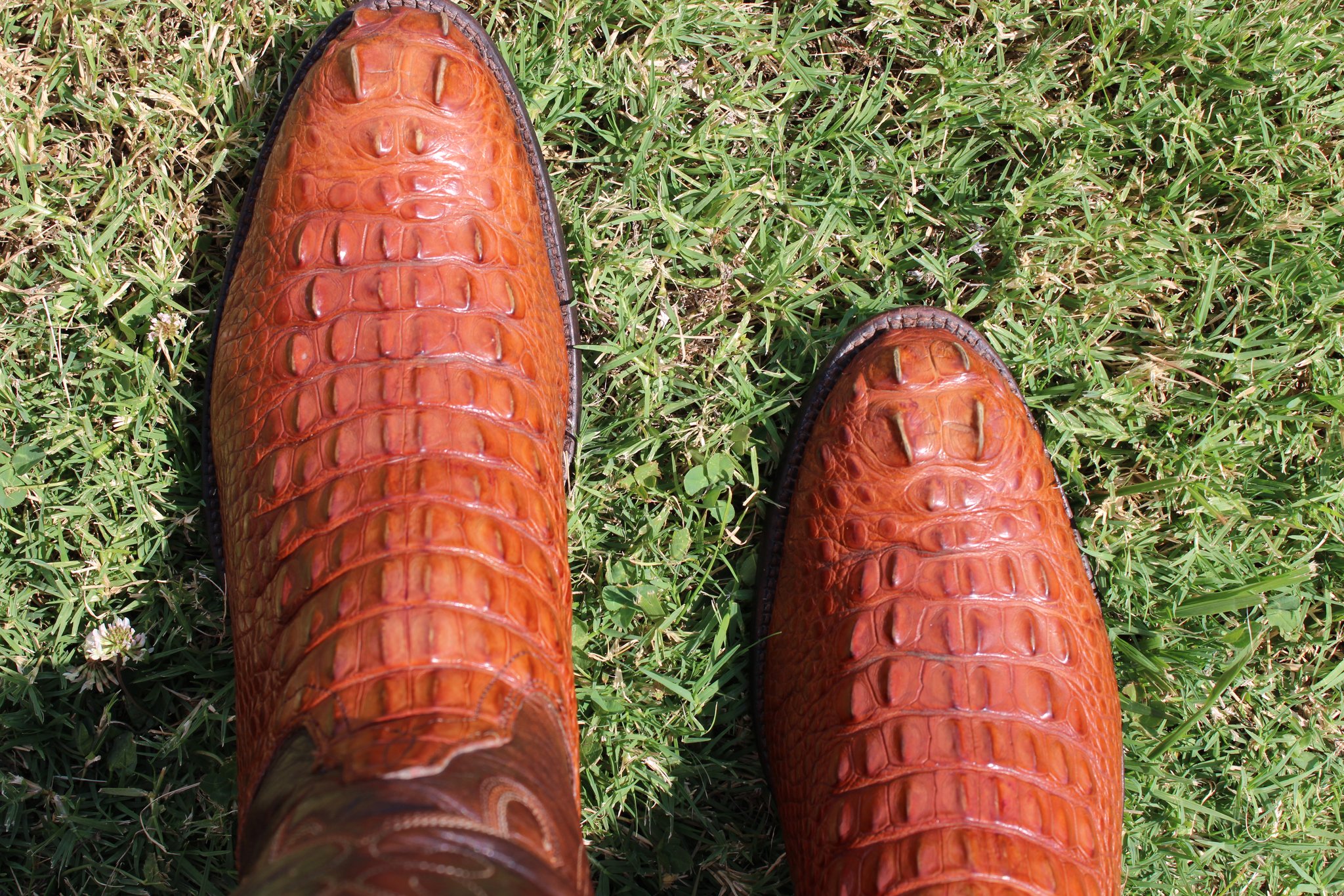 Ammons Ammons Brown Alligator Headcut 412