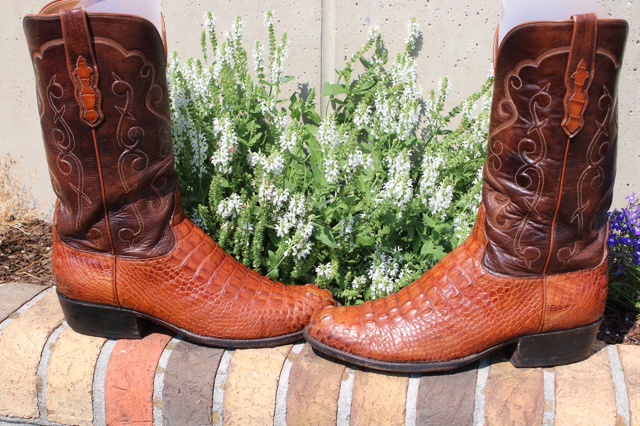 Ammons Ammons Brown Alligator Headcut 412