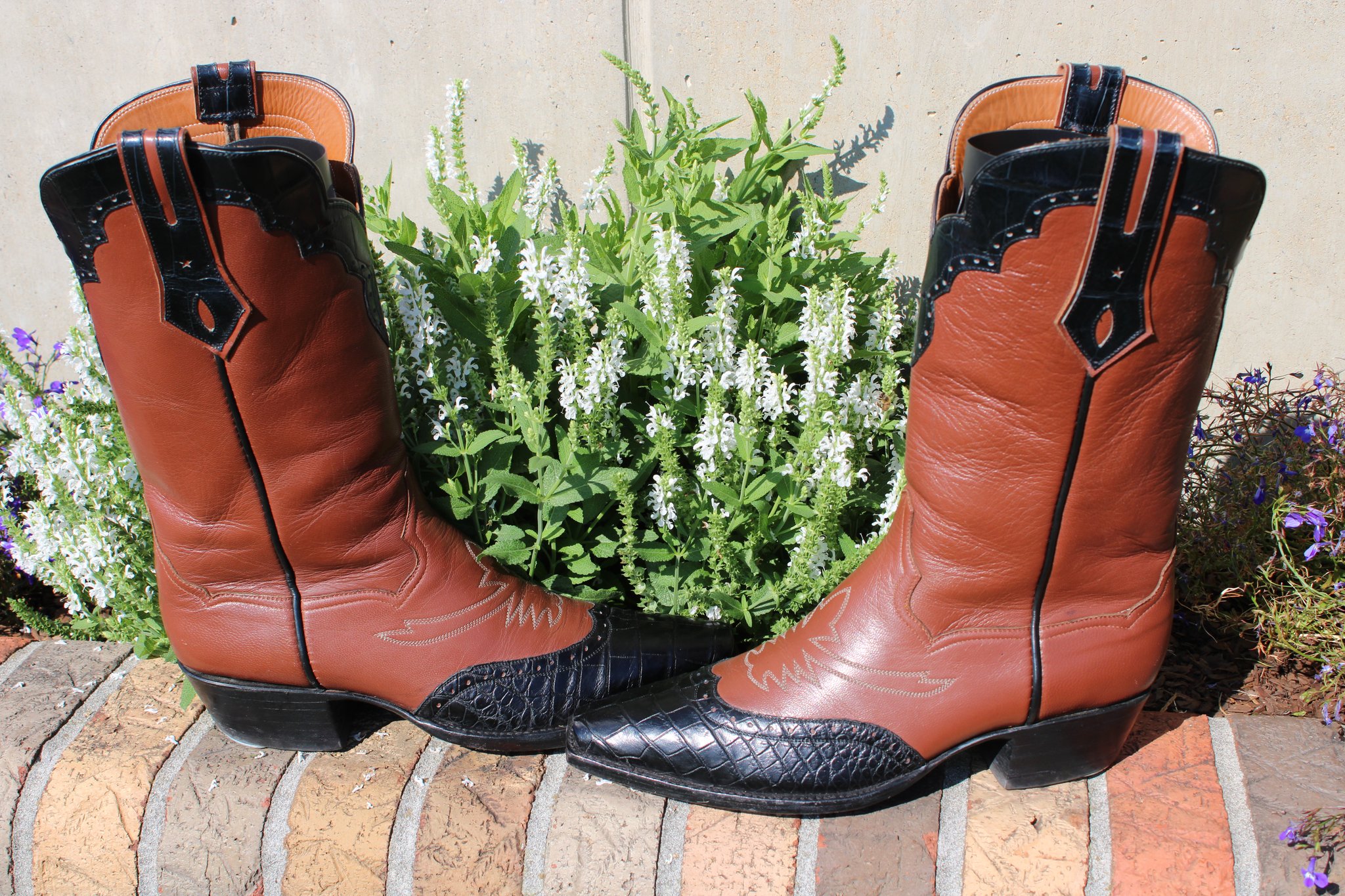 Caboots Caboots Gator Wingtip 490