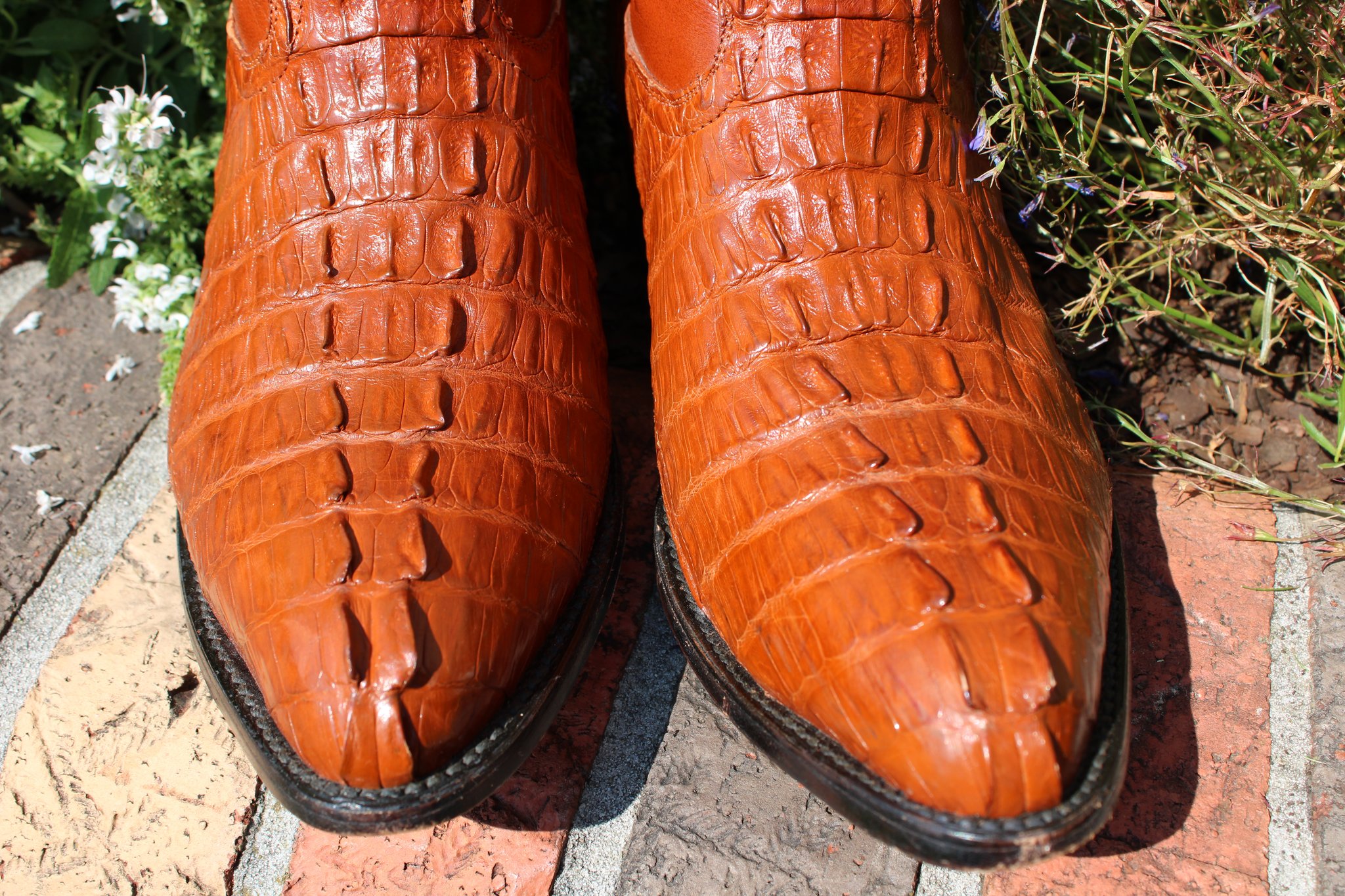 Caiman Tail cut 2