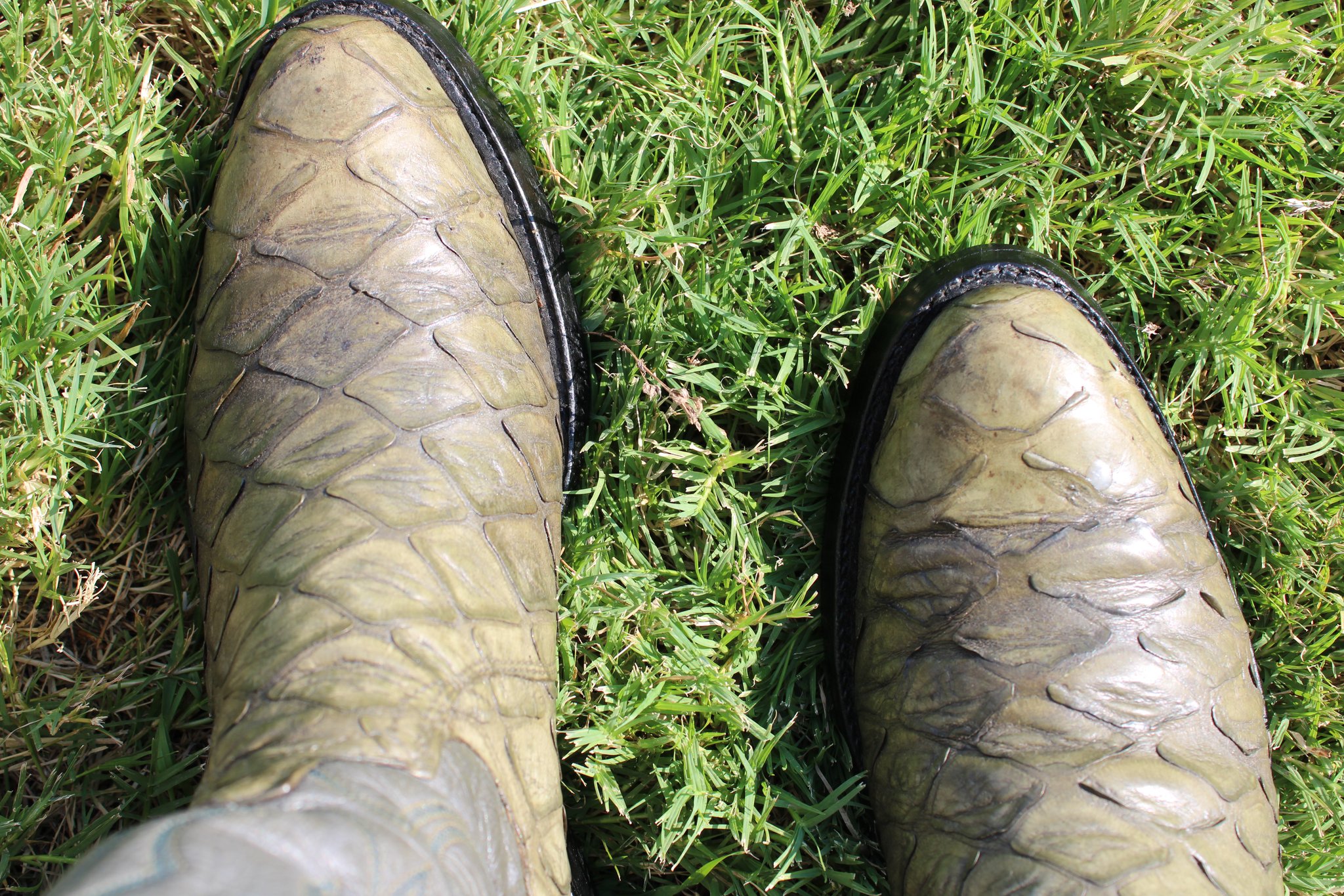 Montana Montana Preban Anteater Green 485