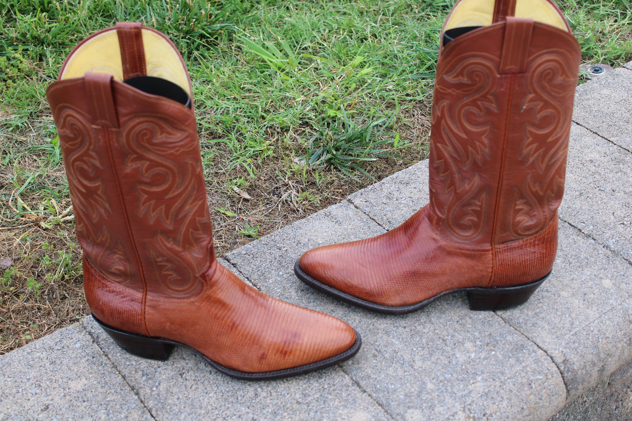Panhandle Slim Peanut Brittle Lizard 9 D