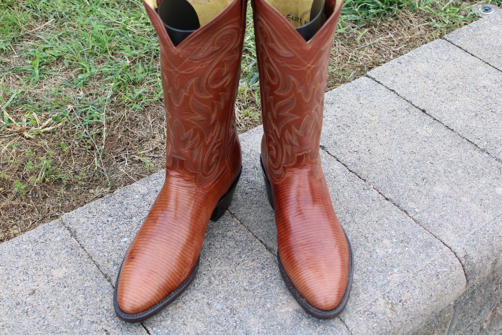 Panhandle Slim Peanut Brittle Lizard 9 D