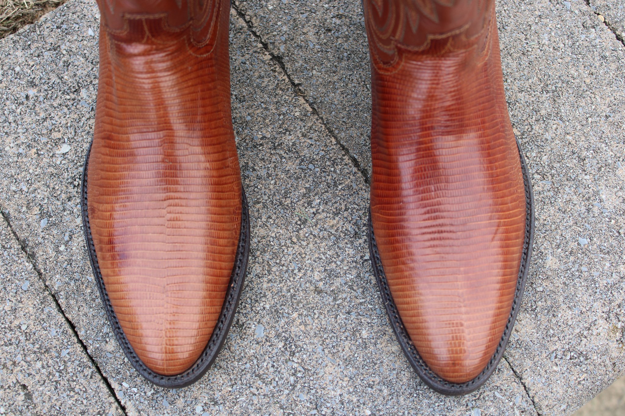 Panhandle Slim Peanut Brittle Lizard 9 D