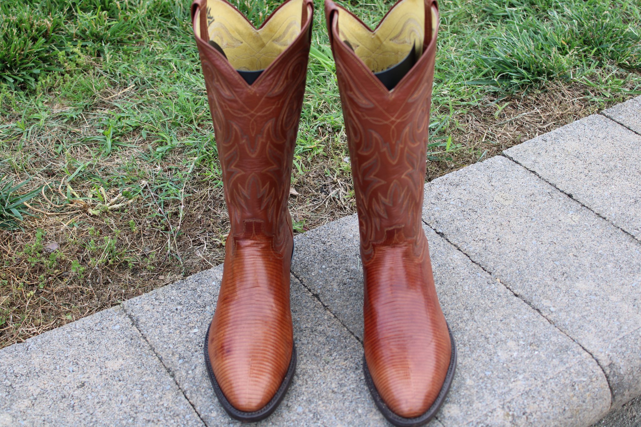 Panhandle Slim Peanut Brittle Lizard 9 D