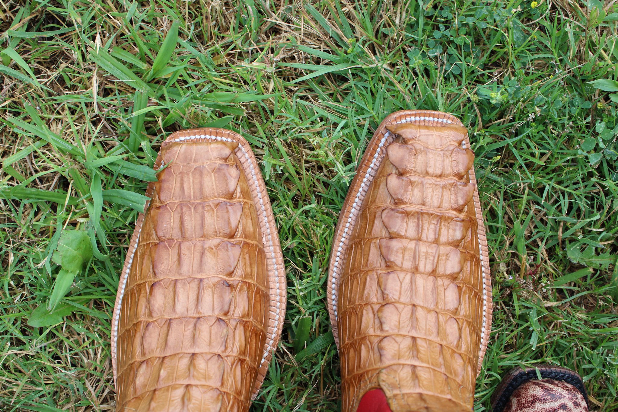 Alligator Tail cut 2