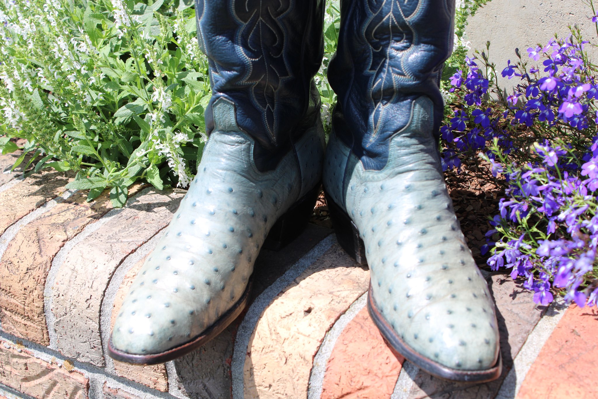 T.O. Stanley Stanley FQ Blue Ostrich French 9 D