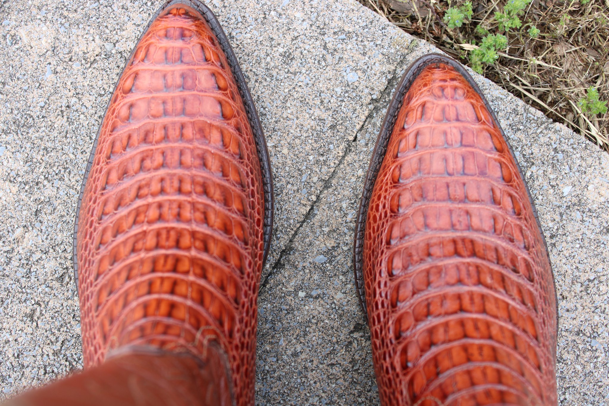 Caiman Hornback cut 1