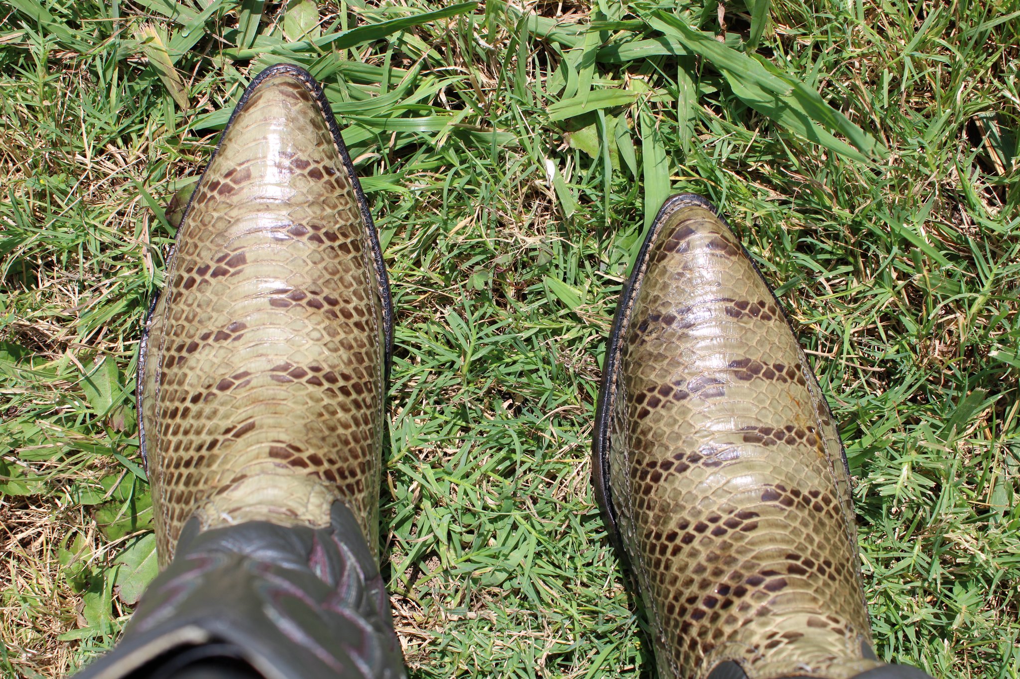 Tiger Snake real example 1
