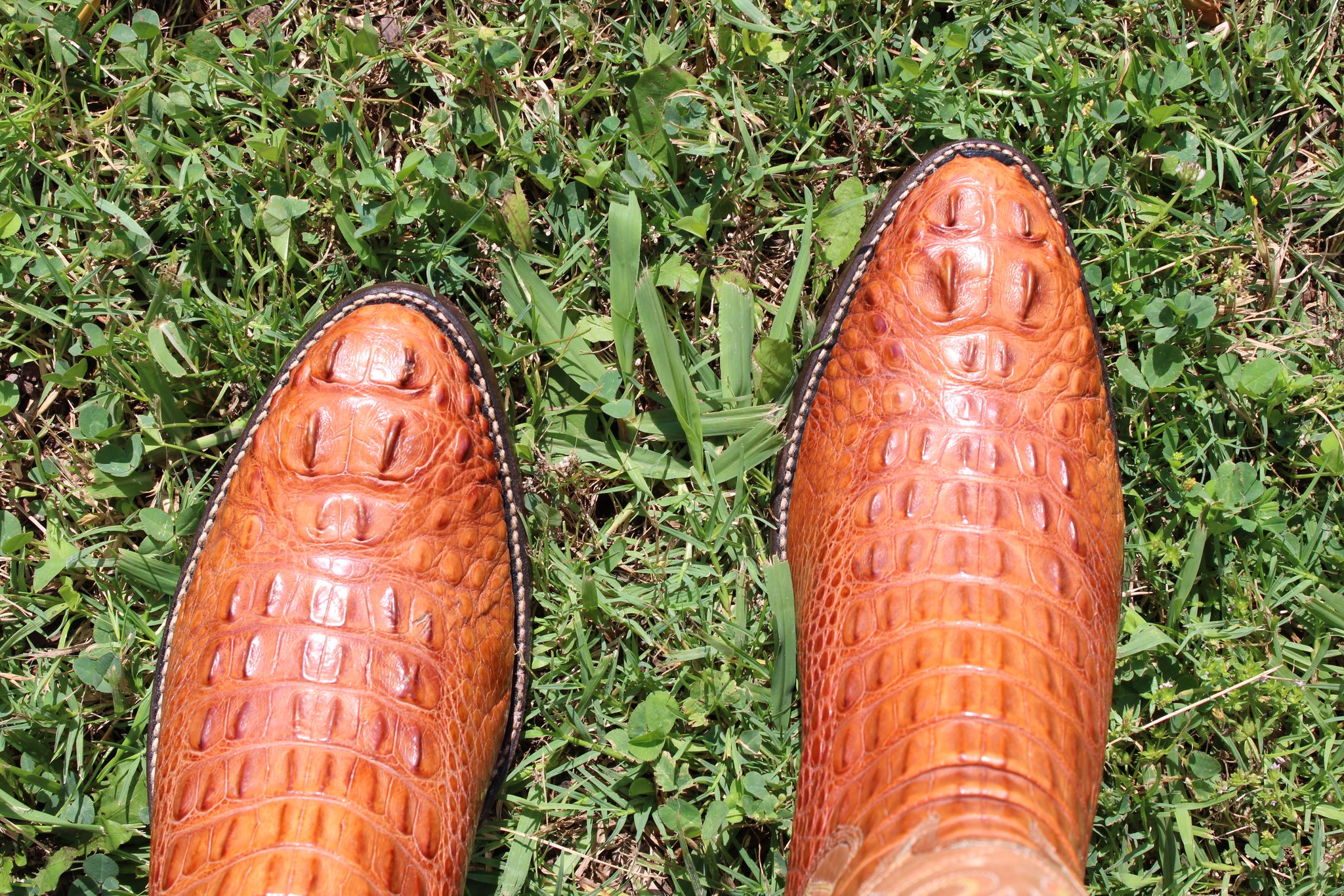 Alligator Headcut cut 5