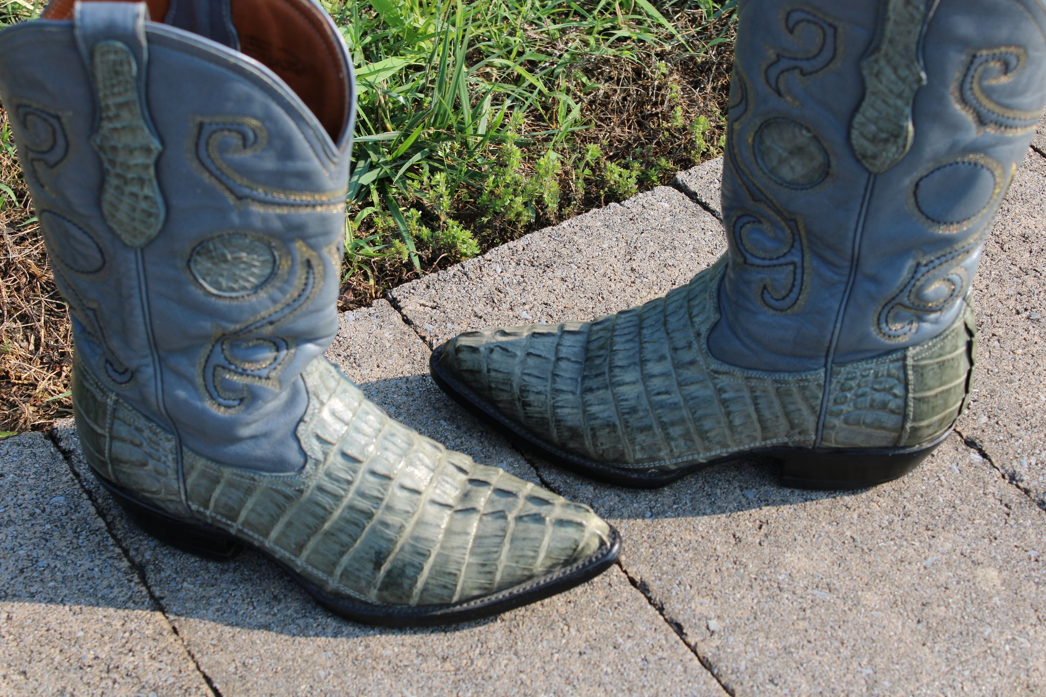 Unknown Caiman Tail 4 D