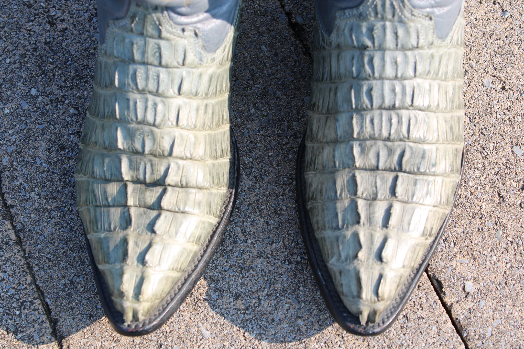 Unknown Caiman Tail 4 D