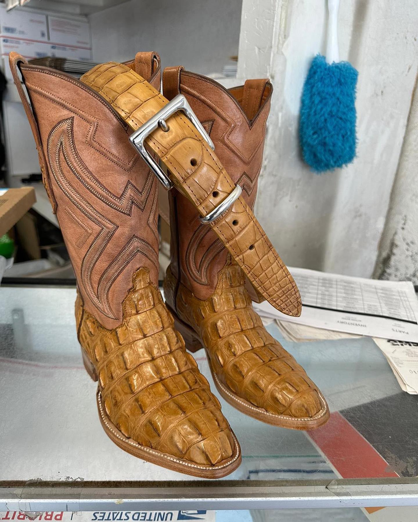 Alligator Hornback cut 1